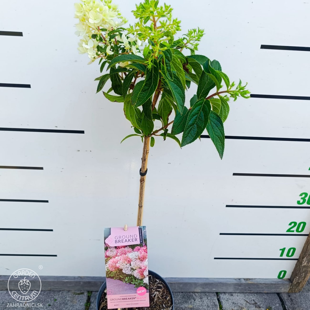 Obrázok Hortenzia metlinatá (Hydrangea paniculata) ´GROUNDBREAKER® BLUSH´ by LIVING CREATIONS®´ - výška 60-70 cm, kont. C3L - NA KMIENKU